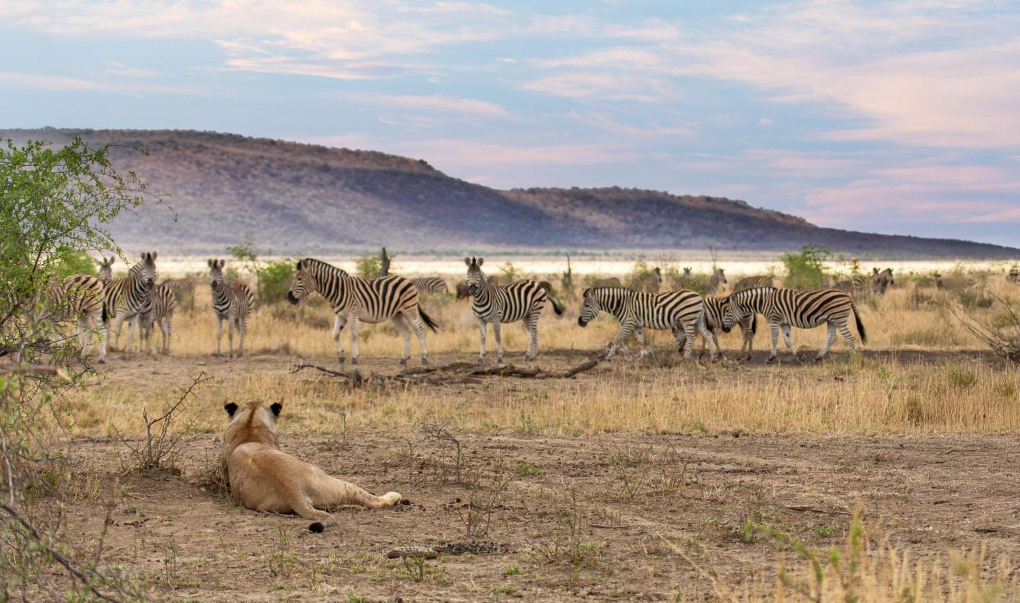 Tuningi Safari Lodge Защитен резерват „Мадикве“ Екстериор снимка
