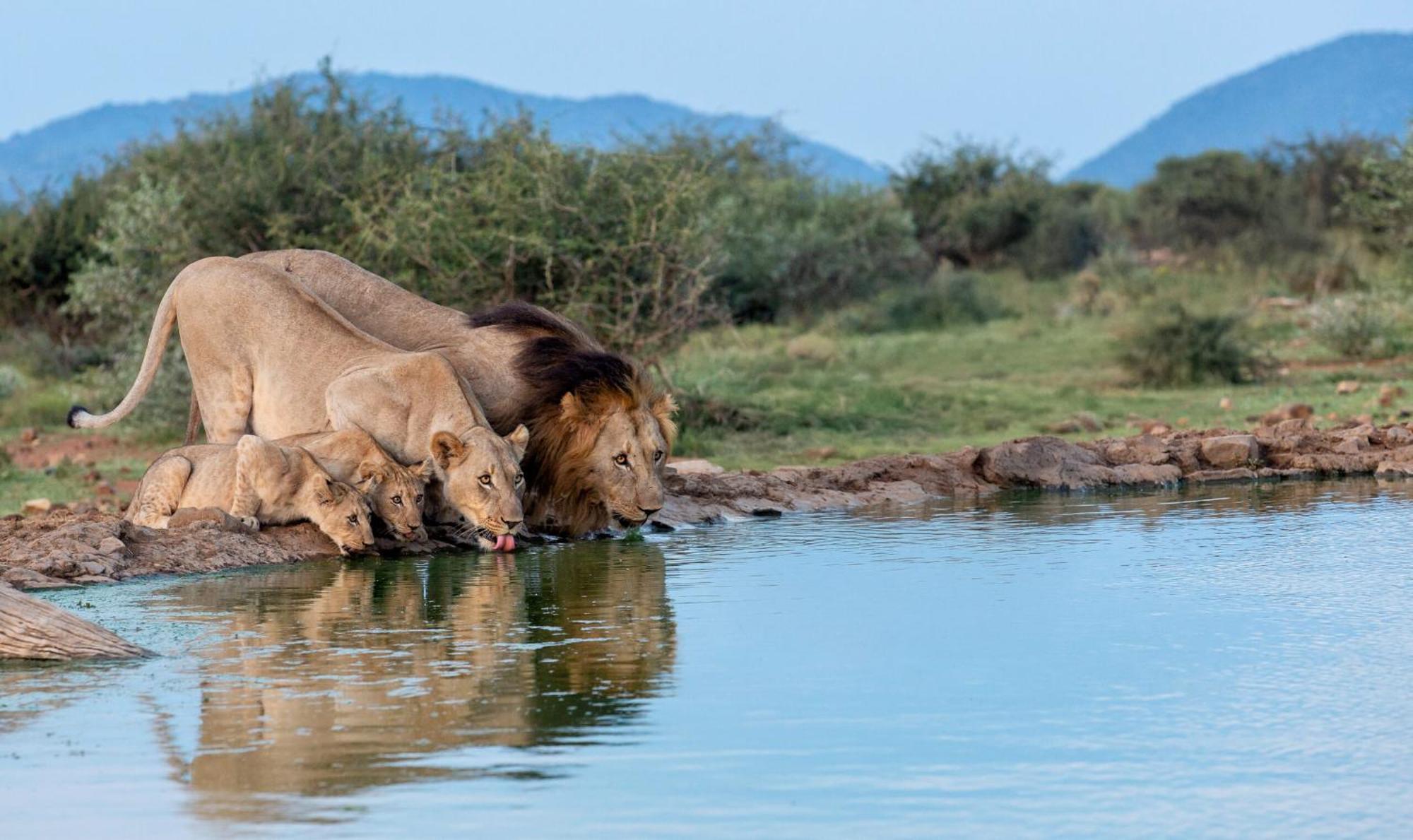 Tuningi Safari Lodge Защитен резерват „Мадикве“ Екстериор снимка